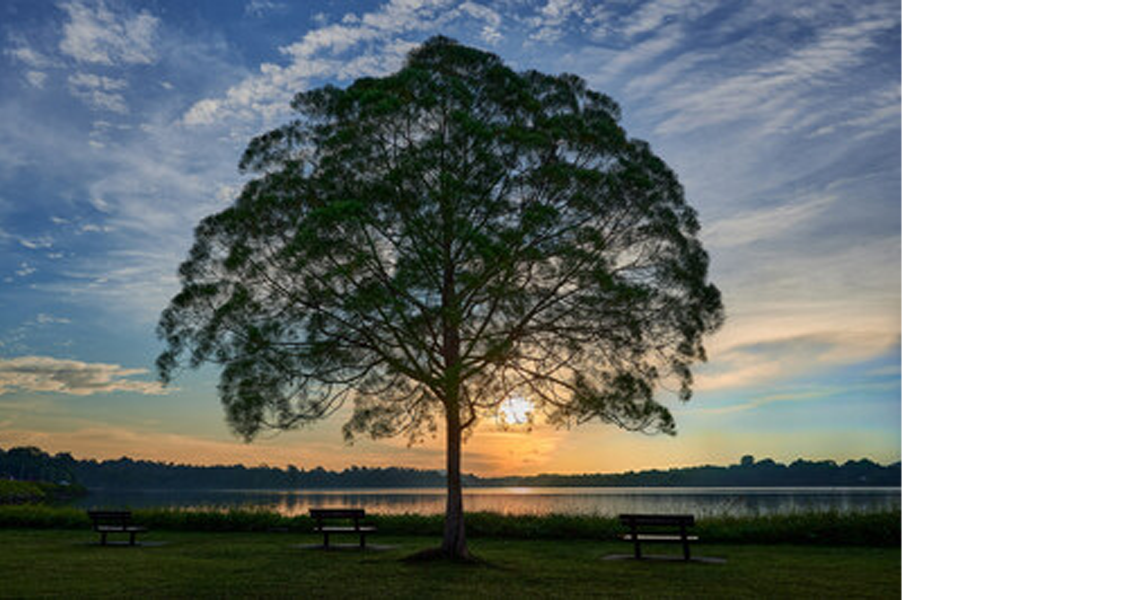 View of Lone Tree tourist place in Singapore in the evening