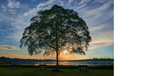 View of Lone Tree tourist place in Singapore in the evening
