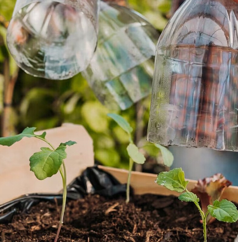 Saplings covering with plastic bottle to show the sustainable use of plastic in nature