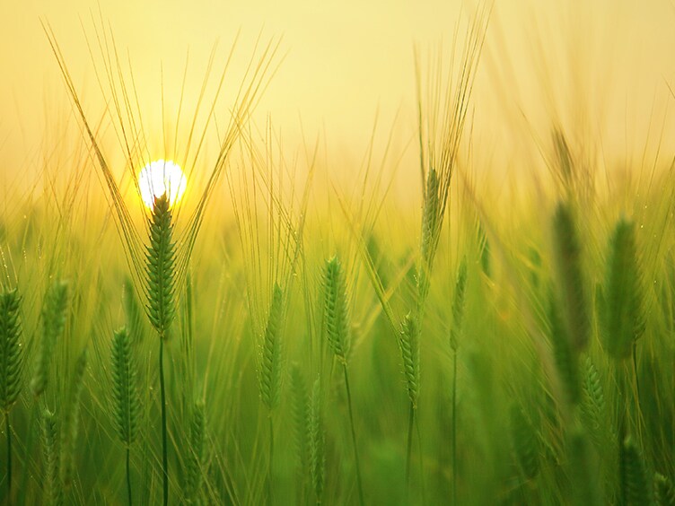wheat field at dusk