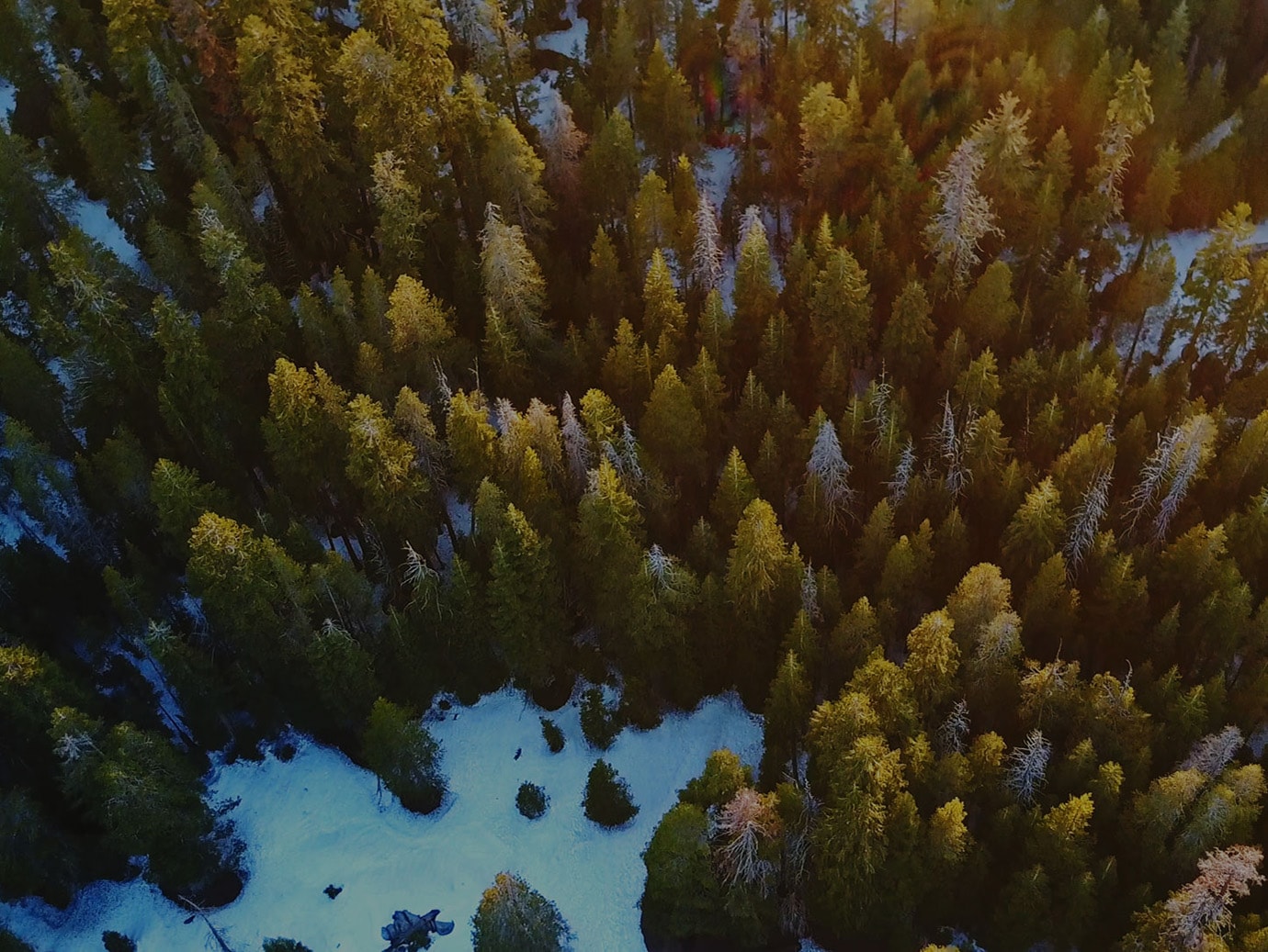 Aerial view of pine and spruce trees in a snowy forest