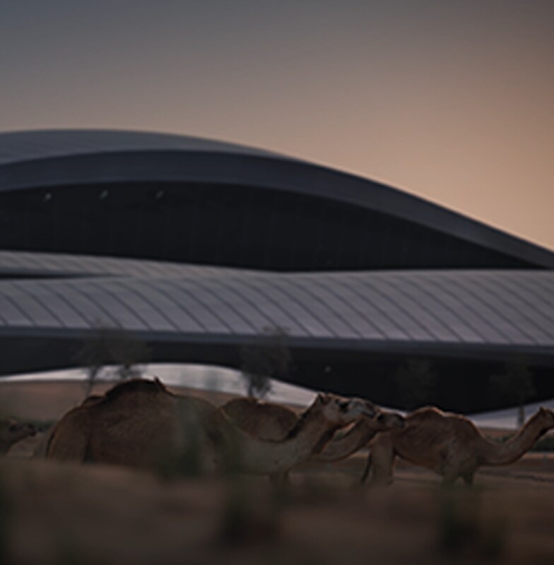 Camels walking on the sand in front of the BEEAH Headquarters in Sharjah in United Arab Emirates (UAE)